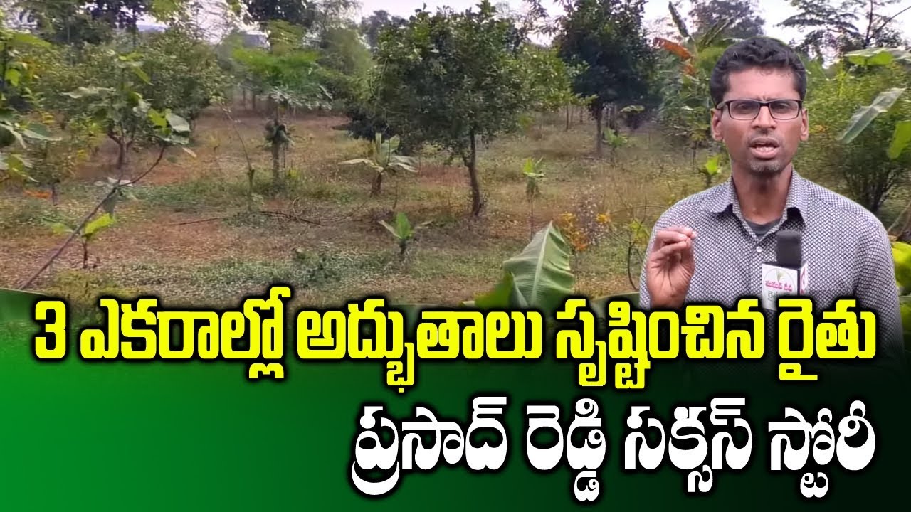 Different Types Fruits Farming in 3 acres | Farmer Prasad Reddy | High Yield Crops | SumanTV Rythu