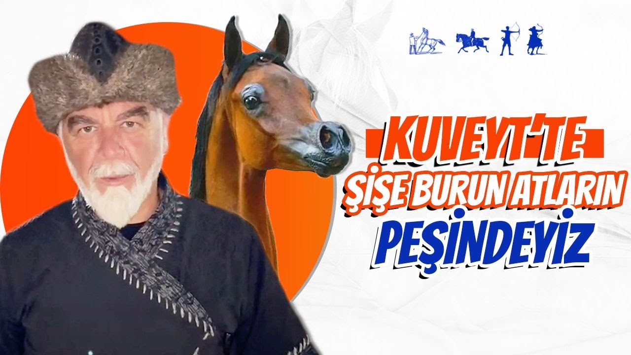 Kuveyt'te Şişe Burun Arap Atlarının Peşindeyiz. | Ertan Erkekoğlu