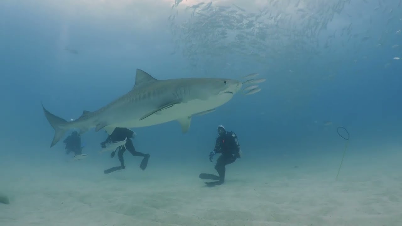 tiger beach bahamas 2022
