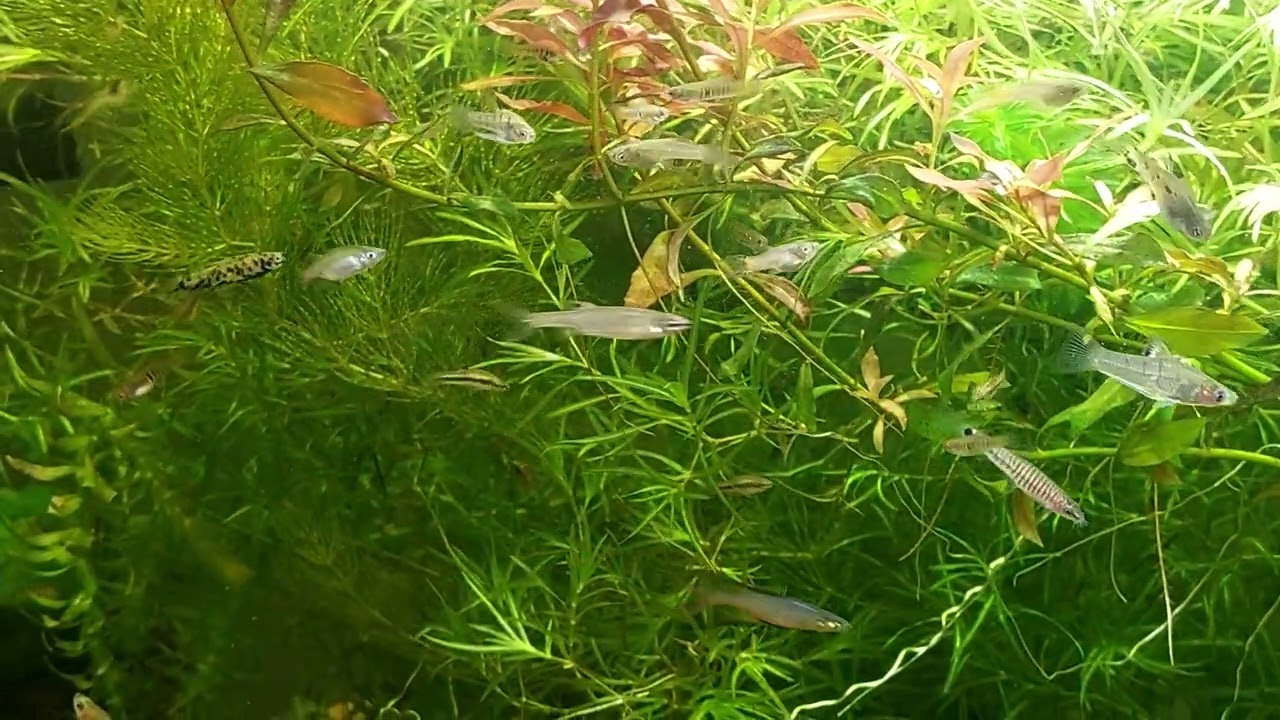 2025. Rzadkie żyworódki i bocje Yunnanilus cruciatus. Rare viviparous species and Vietnamese loach