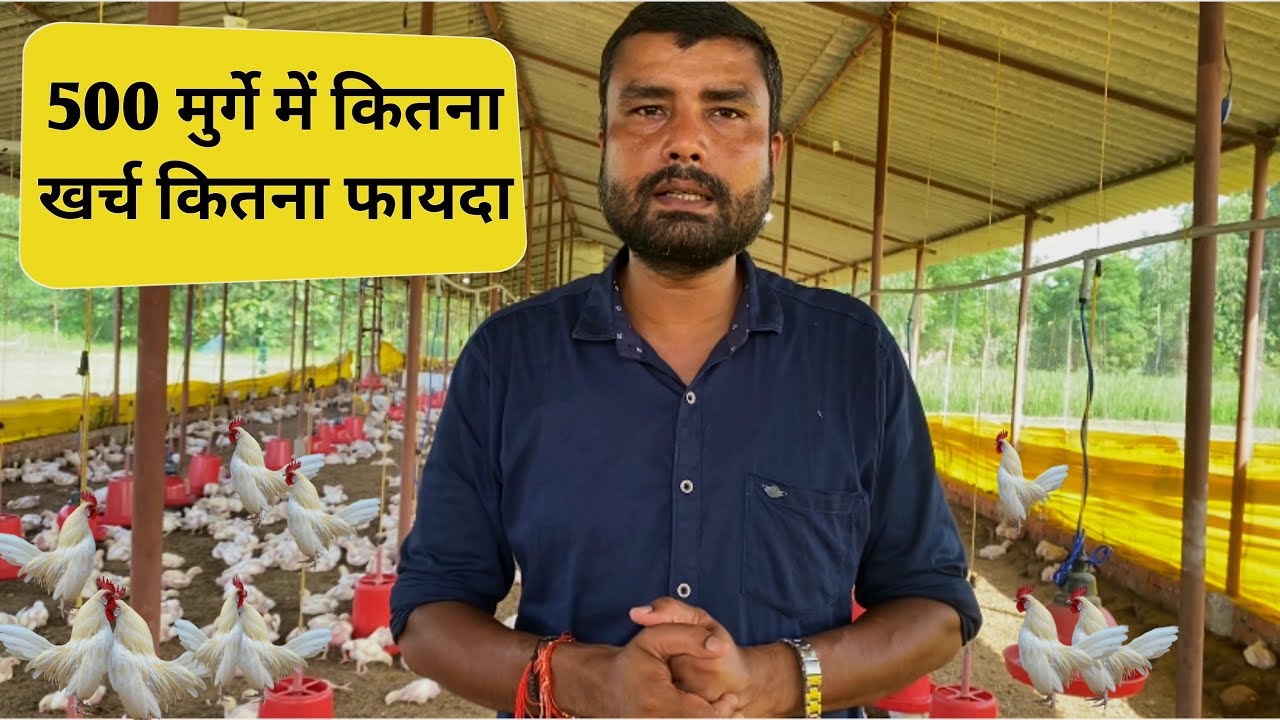 500 मुर्गे से ऐसे शुरू करें नया चिकेन बिजनेस | How to start new poultry business