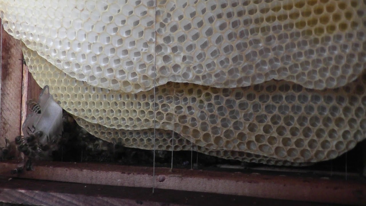 Bienenk&ouml;niginnen zusetzen / Neue K&ouml;niginn f&uuml;r Bienenvolk / Bienenvolk umweiseln