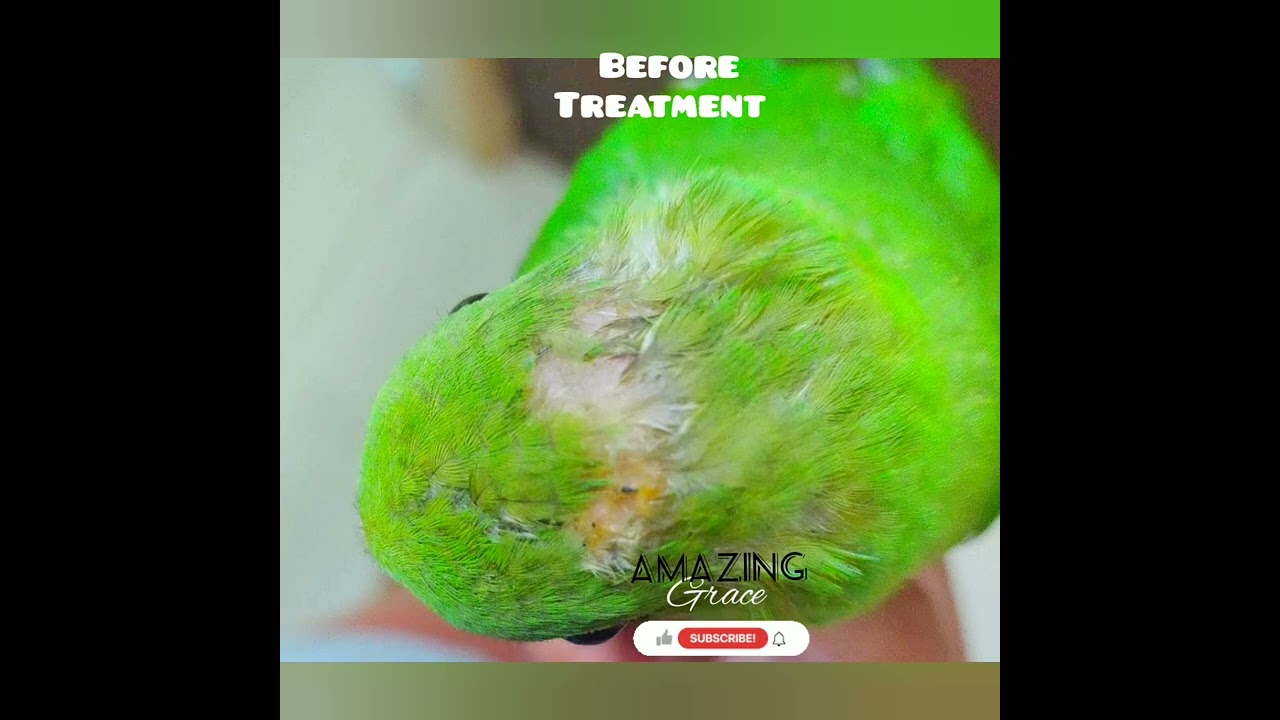Amazing Transformation Of The Ringneck Parrot, Recovery Update!