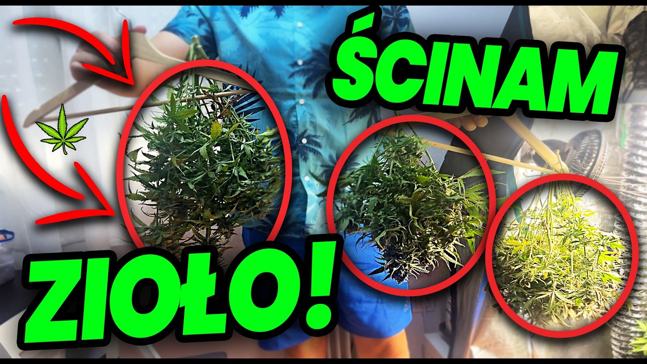 [VLOG #85] To NAJWAŻNIEJSZY dzień w całej naszej uprawie! Ścinamy pierwszą partię zioła WEED STATION