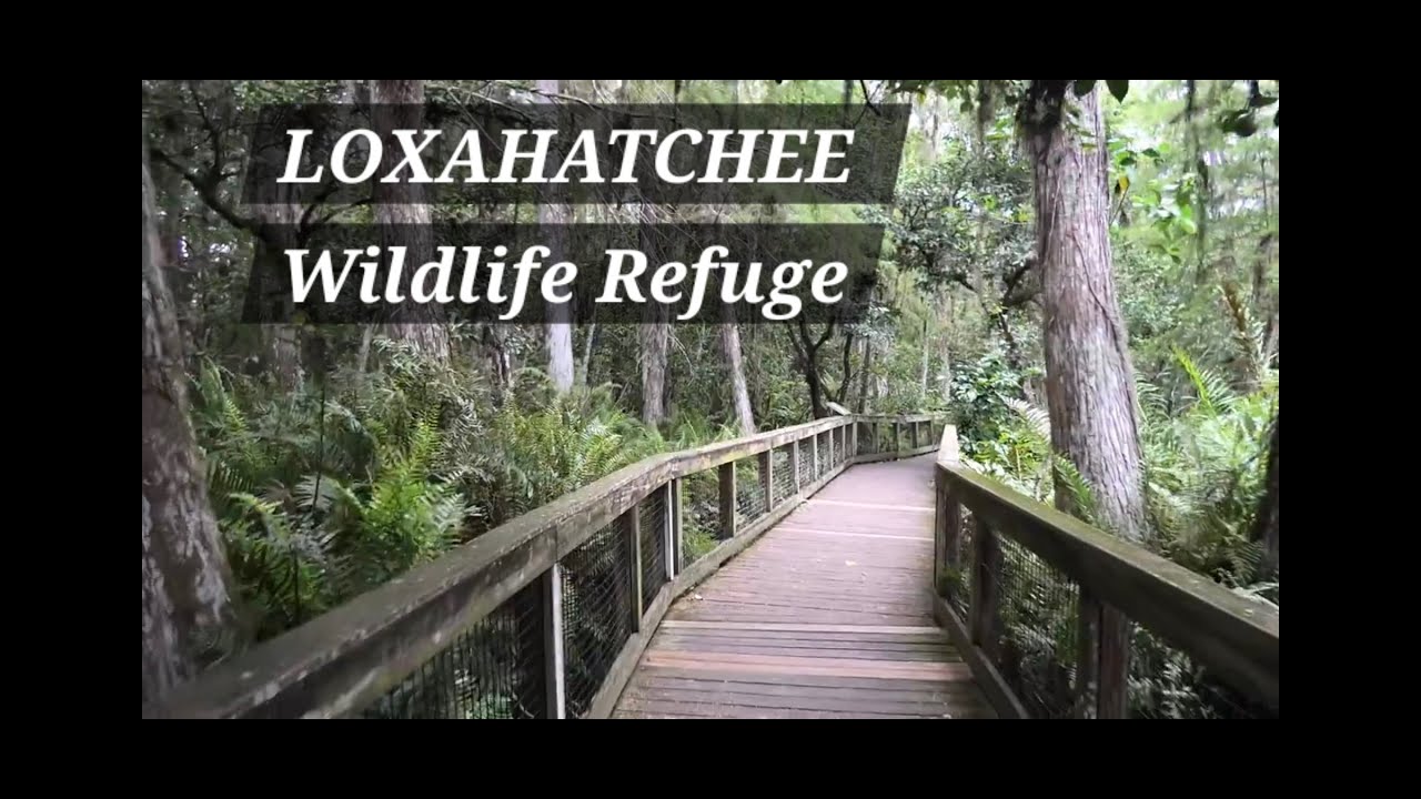 Silent hike and animals spotting in Loxahatchee Wildlife Refuge, alligators, birds, flowers