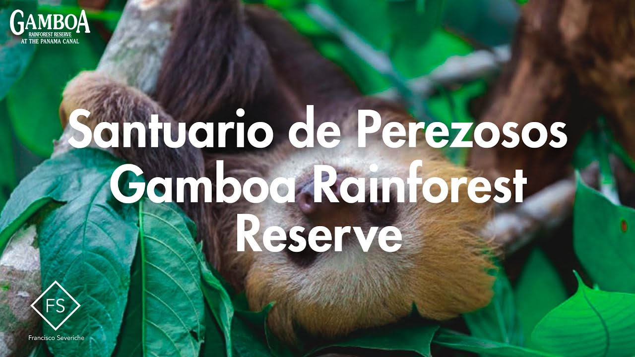 🦥 Gamboa Rainforest RESERVE 🍃Santuario de Perezosos en Panamá 🇵🇦 🤔¿Qué HACER y como LLEGAR? 🏔️