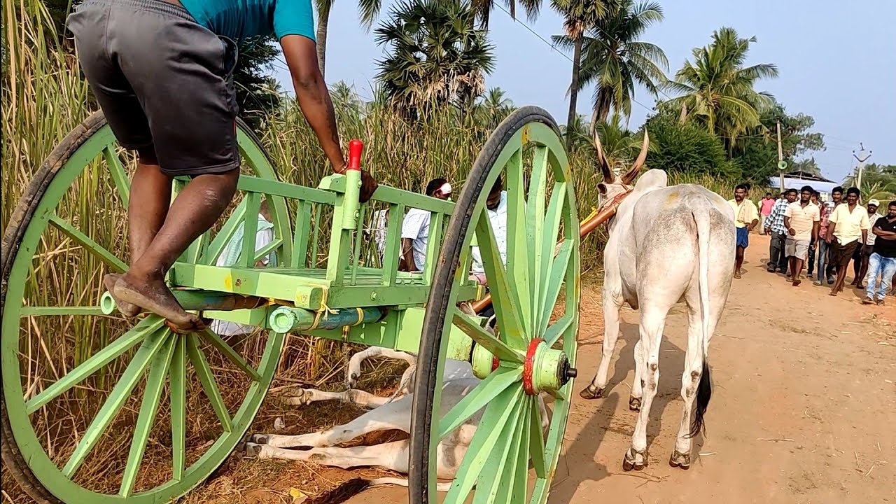 Guntur district Bulls 🐂🏆🐂 in Kaikaluru junior Bull race