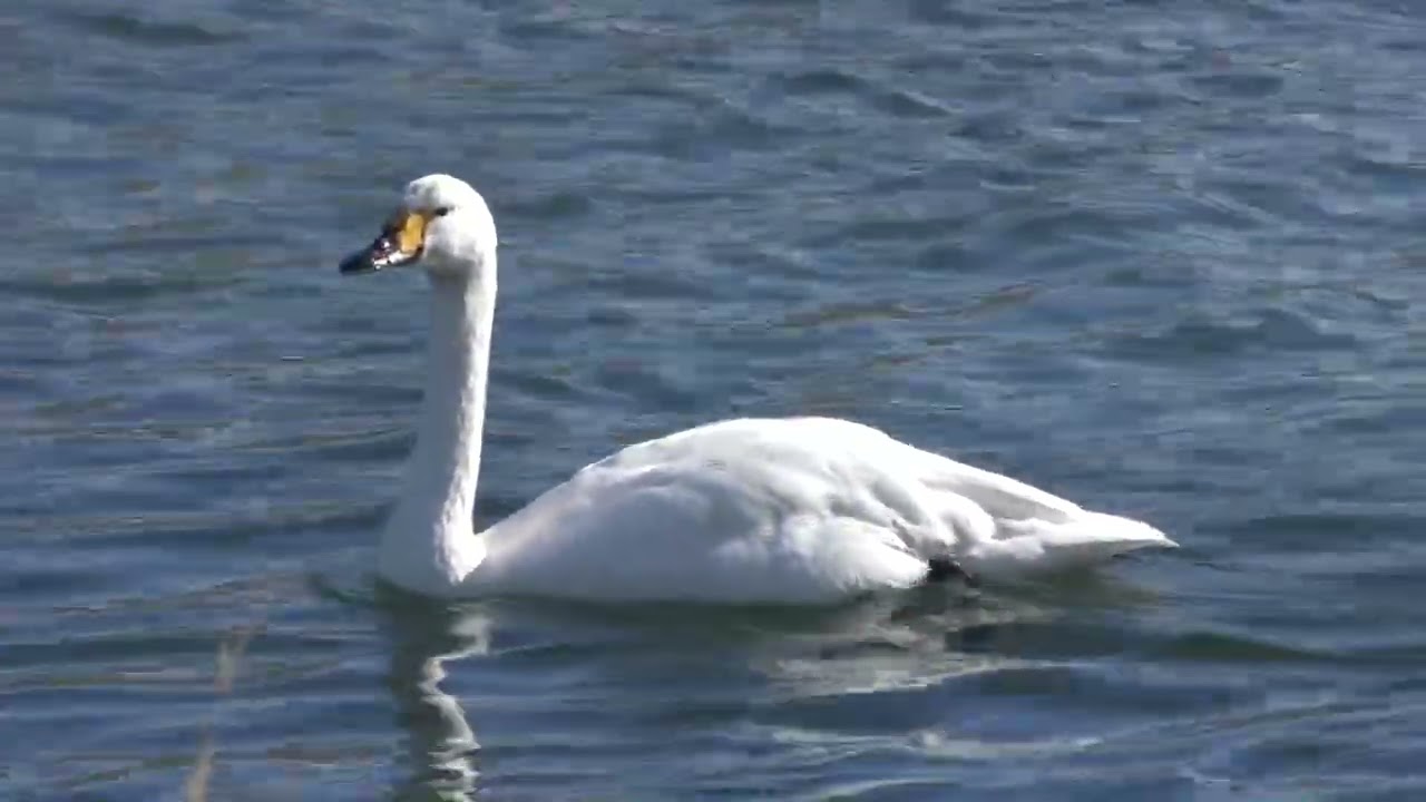【コハクチョウ】犀川白鳥湖　2026（長野県）