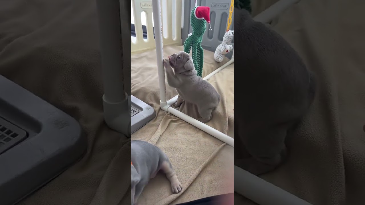 Frenchie playtime 