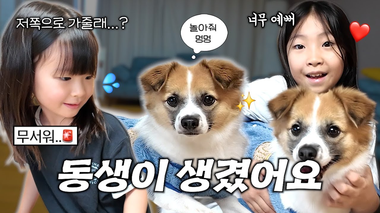 집에 강아지 동생이 왔어요 ! 그런데 너무 무서워서 계속 도망가는 치치ㄷㄷ ;;  [ +사마귀 여름, 방학이의 근황에 대하여 ]