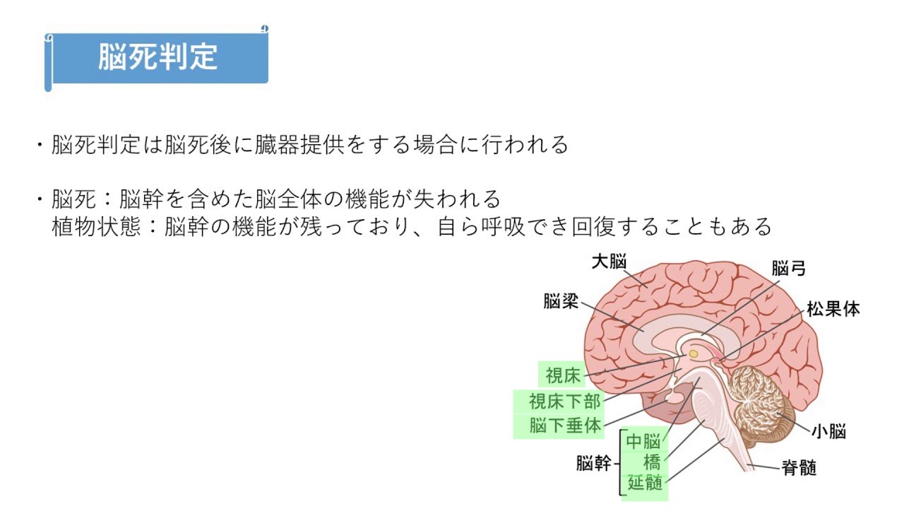 【知っトク看護】脳死判定について