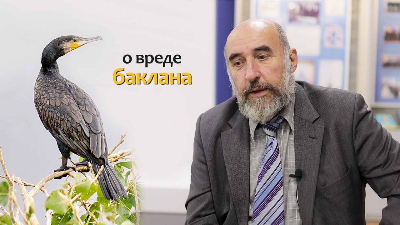 о вреде Баклана