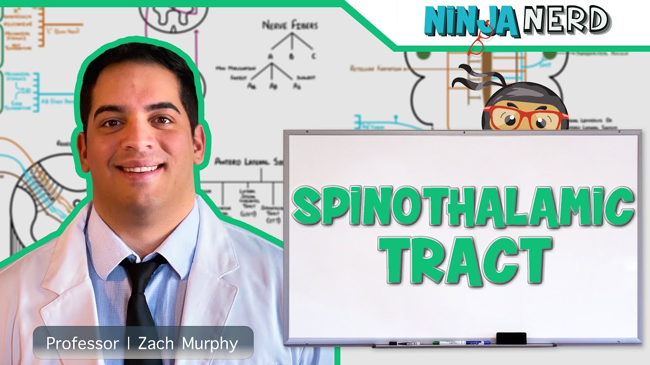 Ascending Tracts | Spinothalamic Tract