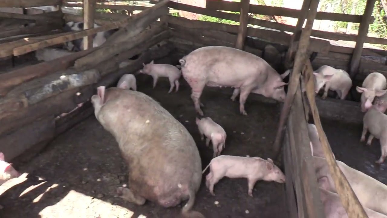 HOW TO START A PIG FARM//Modern pig farming_Rear pigs in 3 months