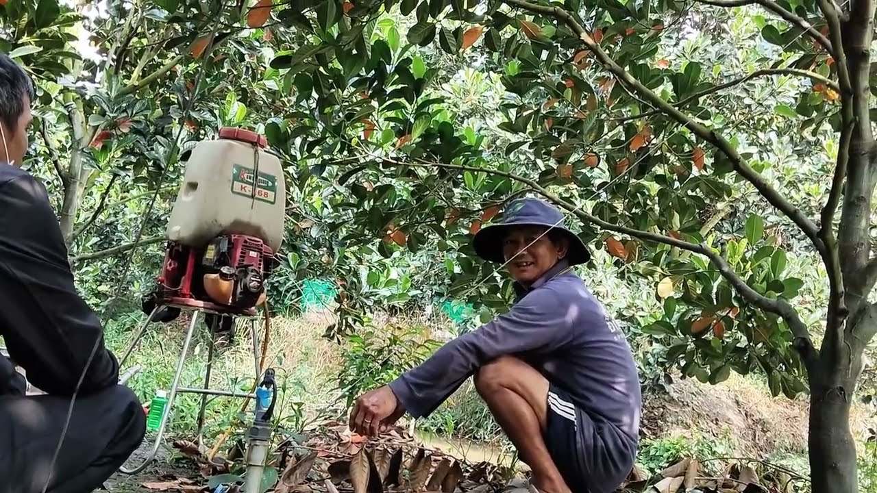 Giao lưu vườn mít ruột đỏ của chú Hai quá khủng ở hậu Giang và cái kết
