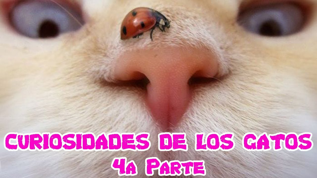 20 Curiosidades De Los Gatos (4a Parte) - SiamCatChannel