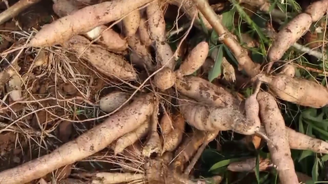 Ubuhinzi urwego rwuzuye ibibazo mu Rwanda kandi rutunze benshi