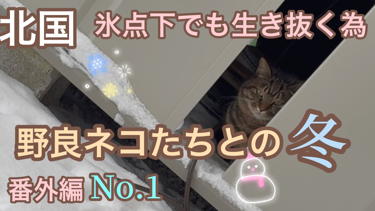 豪雪地帯でも生き抜く野良猫を支えたい、凍てつく寒さを乗り越えて