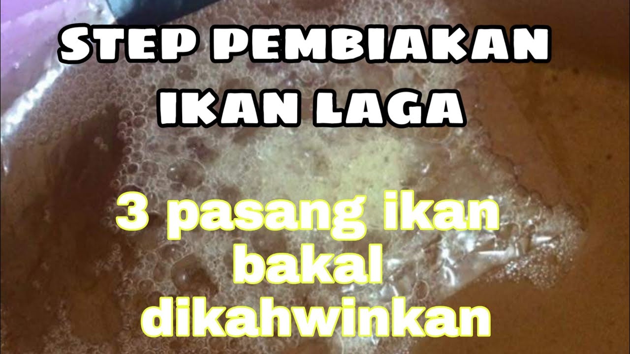 proses pembiakan ikan laga