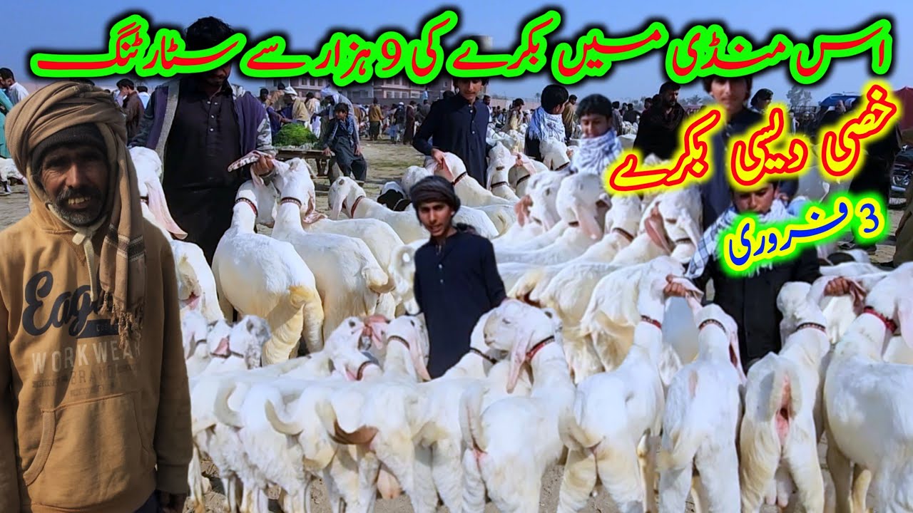 اس منڈی میں بکرے کی 9 ہزار سے سٹارٹنگ خصی دیسی بکرے 3 فروری Malik Imran Goat Farm 