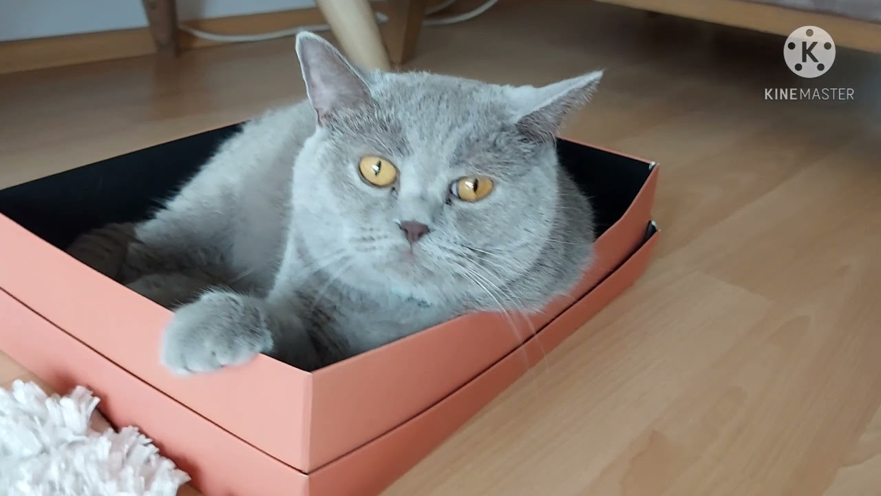 BRİTİSH SHORTHAİR &Ouml;ZELLİKLERİ VE KEDİLER NE SEVER