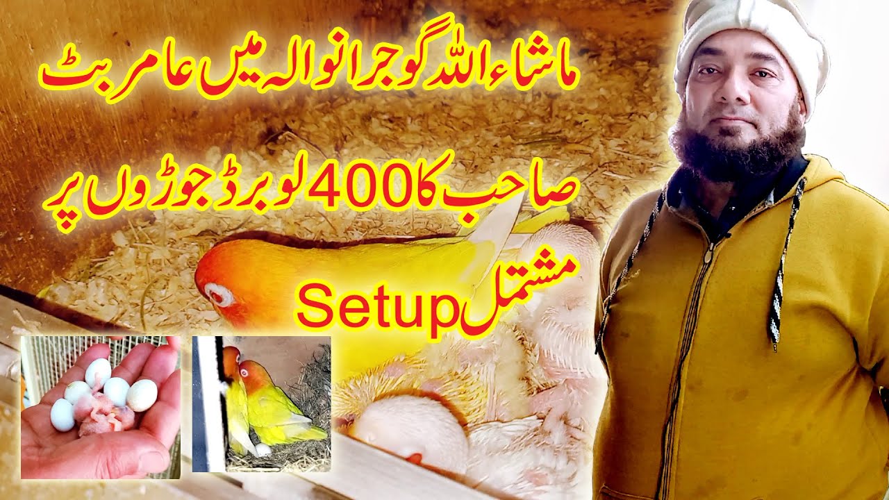 Visit 400 Pairs of Love Bird Setup in Gujranwala|Amir Butt Albino Red Eye Love Bird Setup||17-2-21|