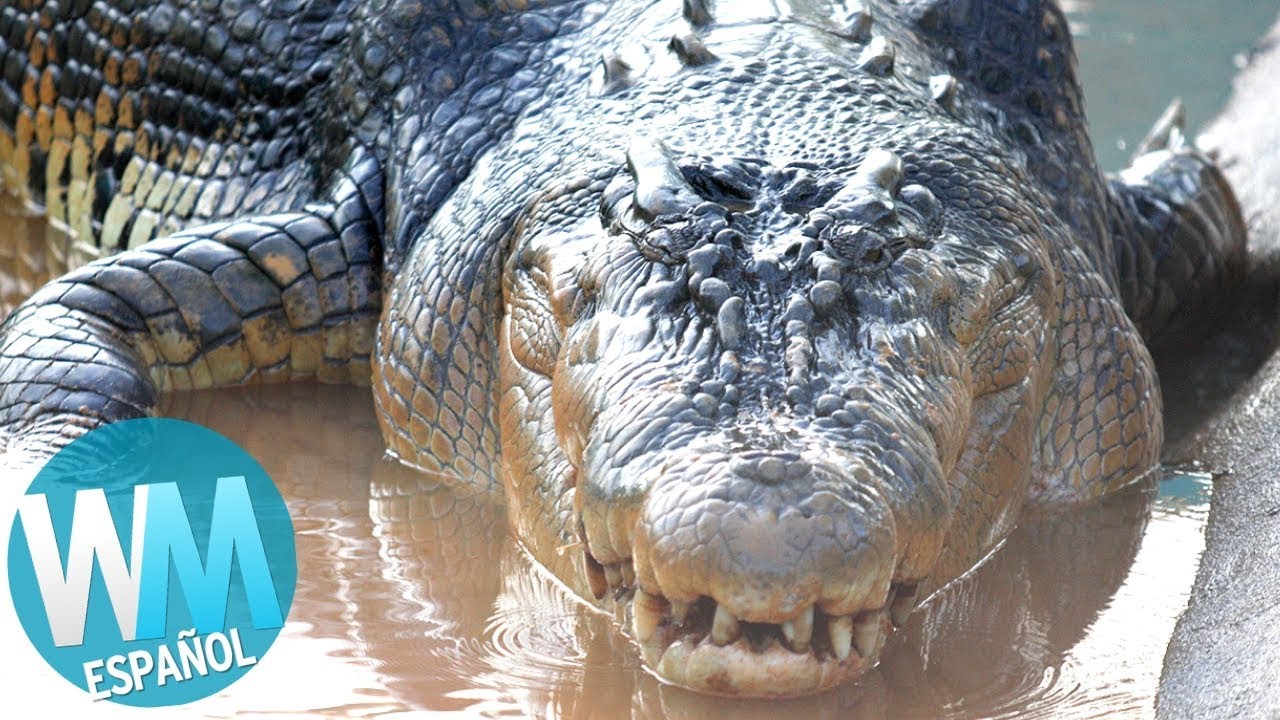 ¡Top 10 Reptiles y Serpientes MÁS GRANDES!