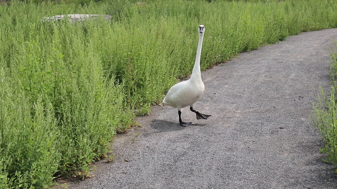 Trumpeter Swan walk