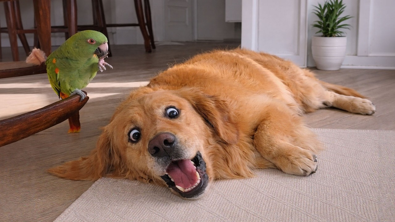You Laugh You Lose 🤣The Funniest Dog Moments Compilation 🐶 Best Funny Pet Moments 2026