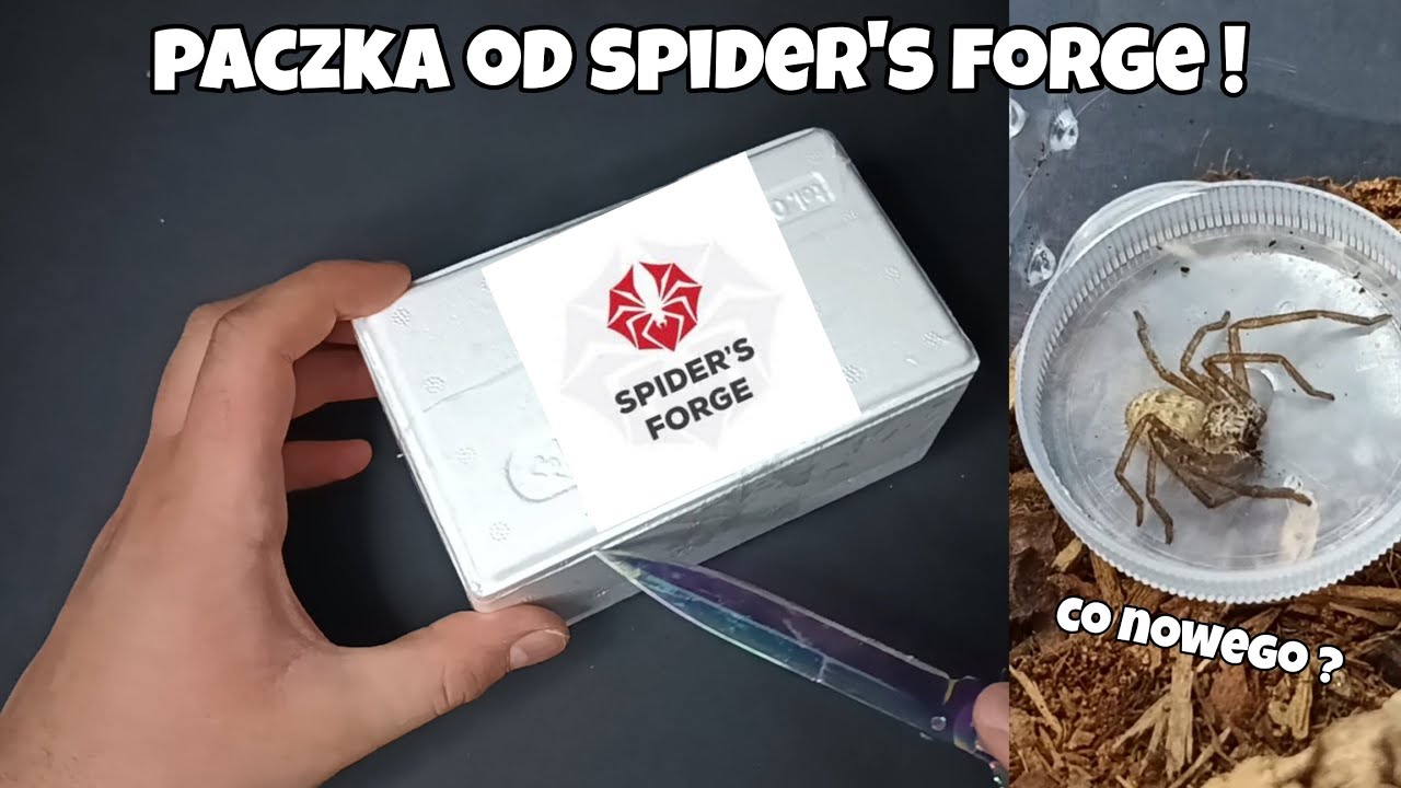 Paczka od spider's forge 🕷️ Holconia murrayensis i kilka nowych ...