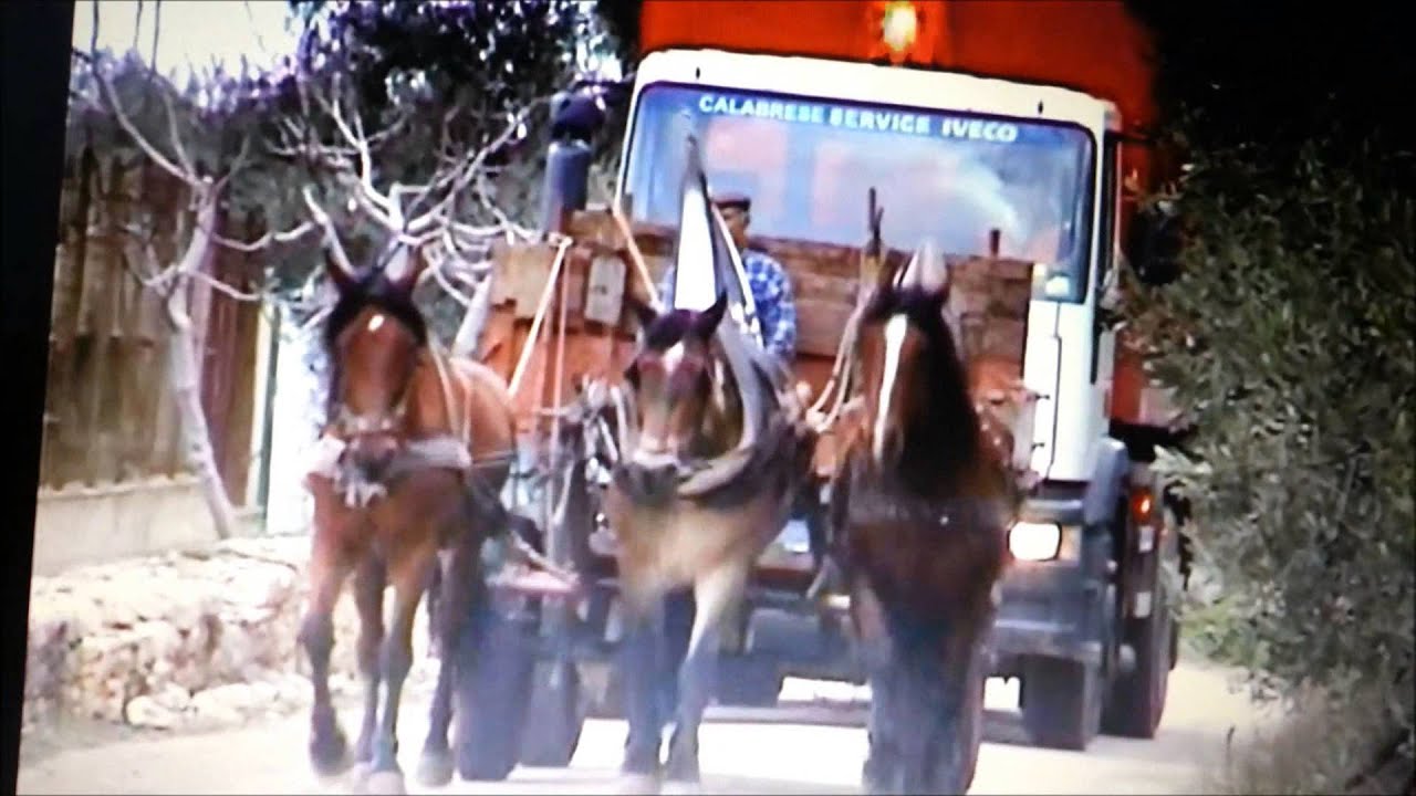 Il cavallo di bilancino senza cavezza....TRAZIONE ANIMALE