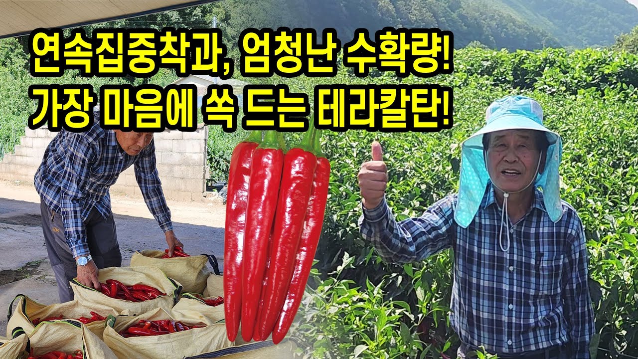 연속집중착과, 엄청난 수확량! 가장 마음에 쏙 드는 테라칼탄!