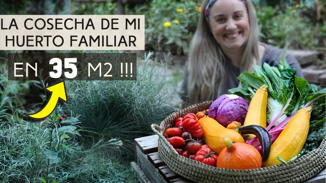 La cosecha de mi huerto familiar de 35 mt2!!!  Nuestro huerto en Diciembre!