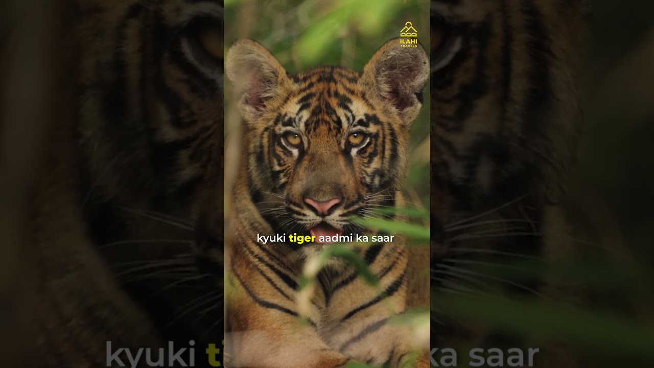 Man killed by a tiger in the forest, head missing....#TigerAttack #wildlife #naturepower