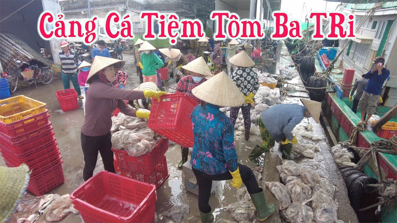 Quang Tèo TV | Cảng Cá Tiệm Tôm Ba Tri (Bến Tre) Tàu Cá Ra Vào Tấp Nập Đầy Các Loại Cá, Hải Sản