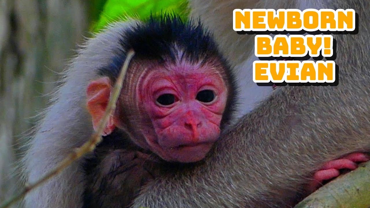 Great News! Elpida Welcomes Her Adorable Newborn Boy Evian!,/AKMONKEYZONE/