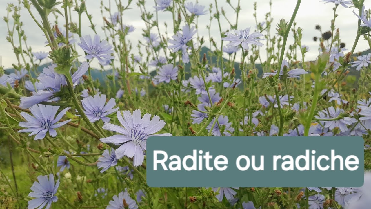 Salada versátil Radiche  ou Radite 