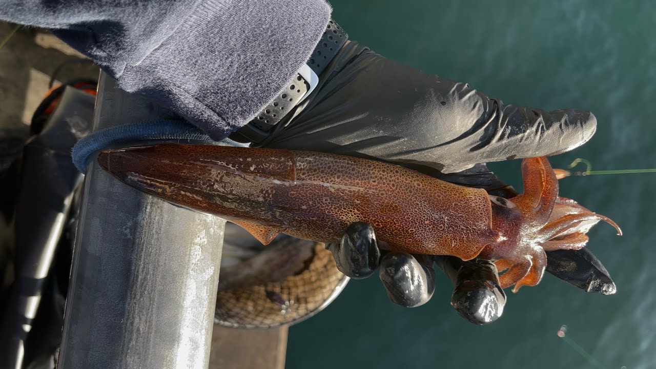 Catching Squid during the day. Puget Sound. Washington state.