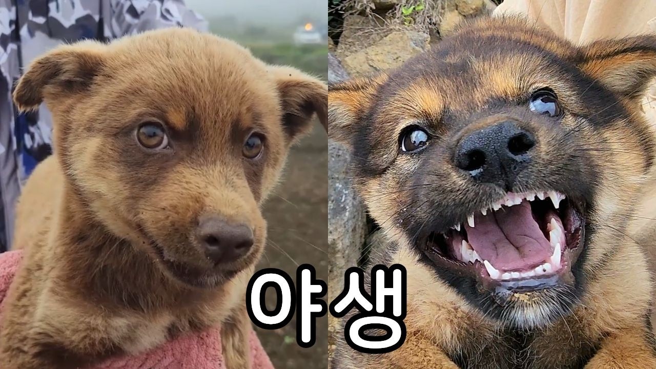 명절 특집! 돌 틈에서 구조한 석구 석희 몰아보기!
