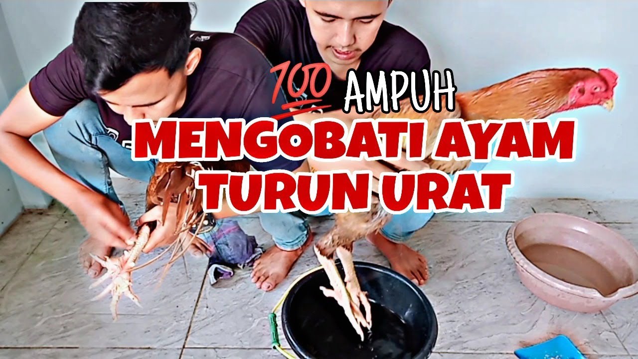 CARA MENGOBATI AYAMTURUN URAT || 💯 AMPUH ✓✓