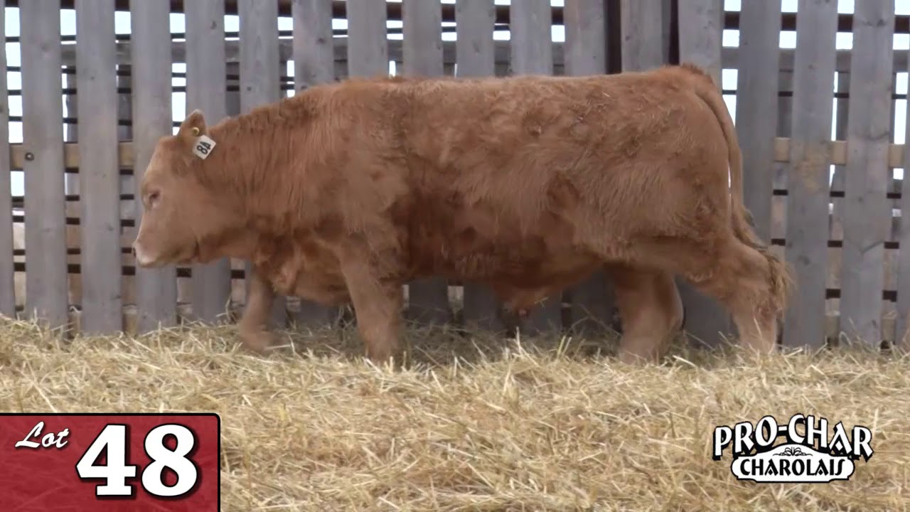 Lot 48 - ProChar 2020.mp4