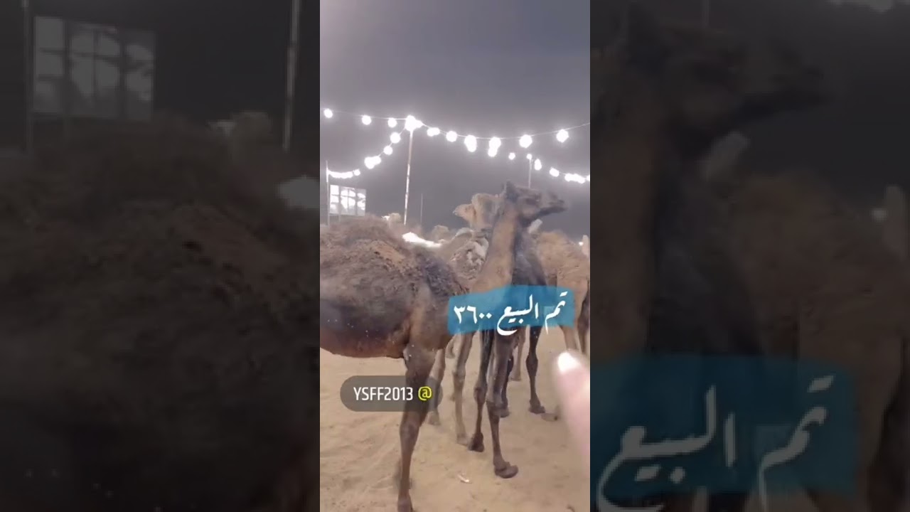 تغطيةلحراج الابل بسوق حفرالباطن  يوم الثلاثاء 1443/9/18 الموافق2022/4/19