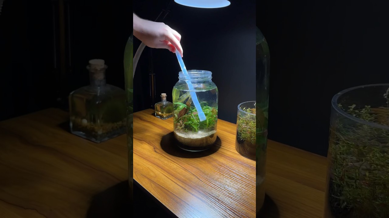 Mini jar aquarium ecosystem