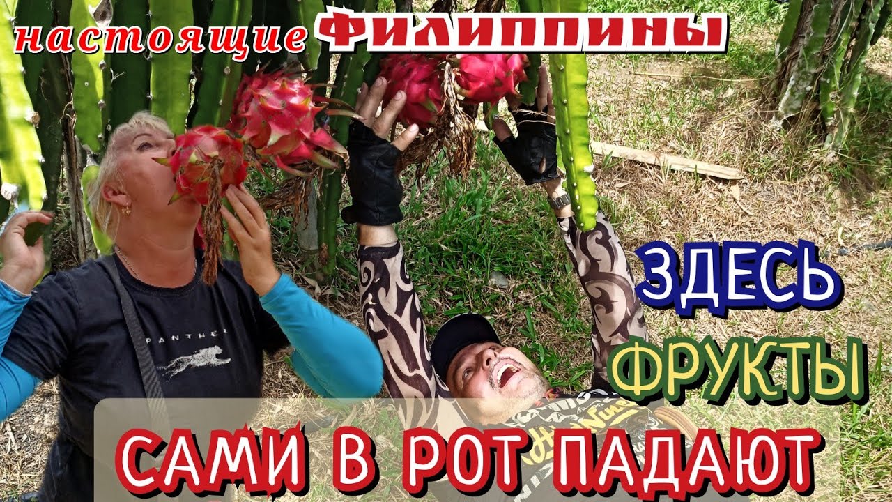 ФИЛИППИНЫ - ФРУКТОВЫЙ РАЙ / ПЛАНТАЦИЯ ДРАКОН ФРУКТОВ / ПОИСКИ ШОКОЛАДНЫХ ХОЛМОВ ОСТРОВА СЕБУ, НАЧАЛО