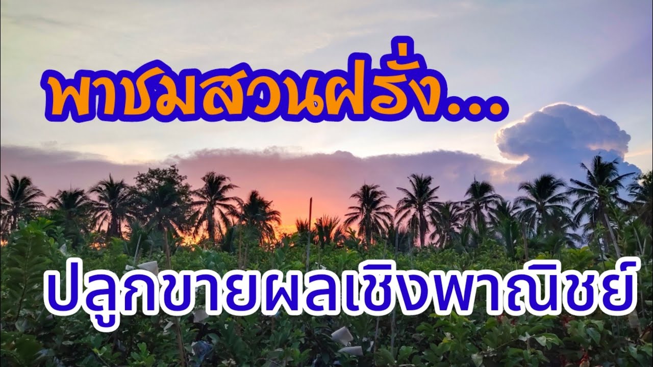 EP.25  พาชมสวนฝรั่ง..ปลูกขายผลเชิงพาณิชย์