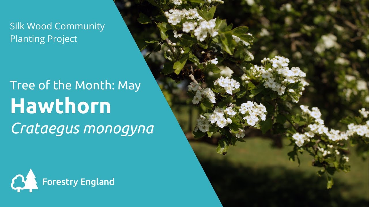 SWCPP Tree of the Month: May – Common Hawthorn