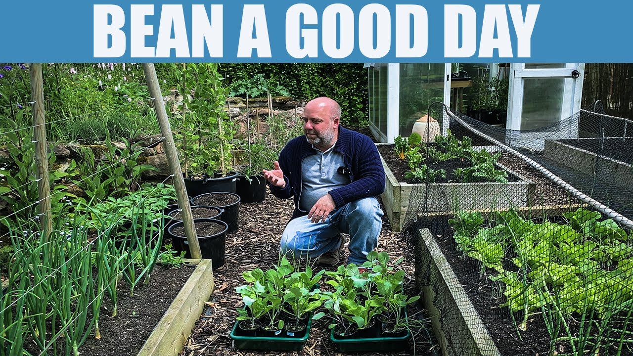 BRASSICAS AND BEANS