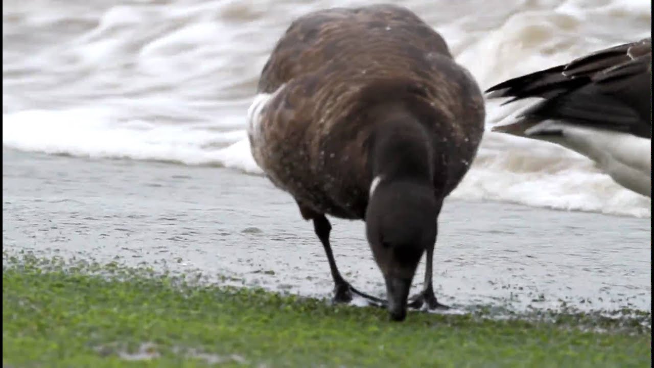 Brent Goose, FullHD JH1RNZ