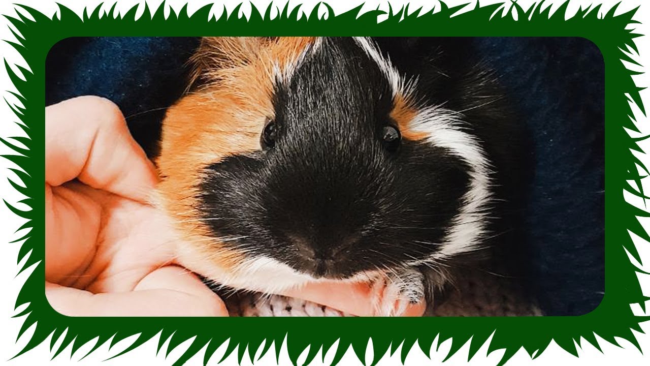 Meerschweinchen starren in deine Seele ❤️️ DANKE! ❤️️ | Die Meeries