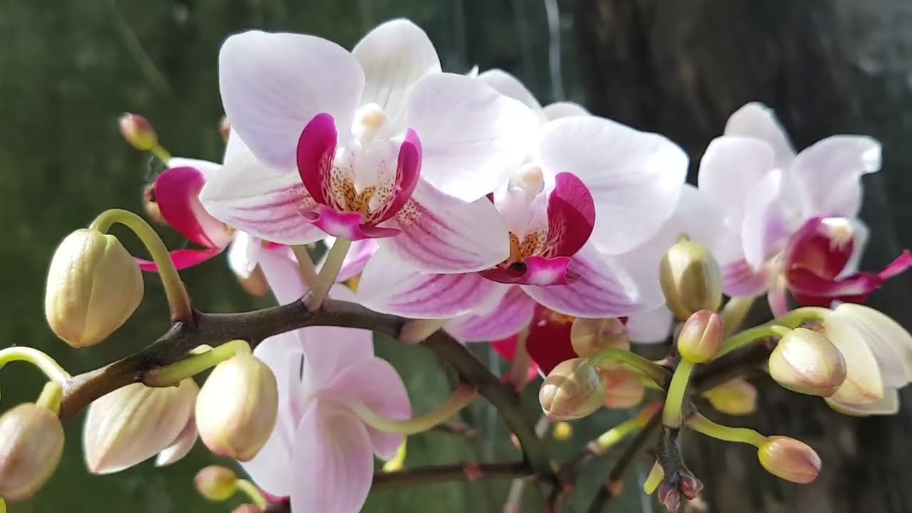 Cho lan Hồ điệp ra hoa ăn nắng khi mới mua về-Hoa lan Thanh Anh